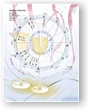 DesignerWheels Celebrate 6